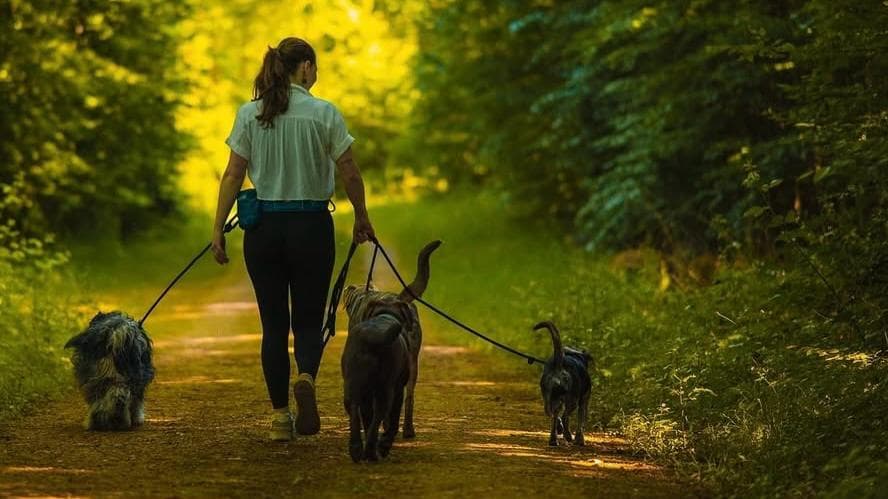 Structured dogwalking in nature