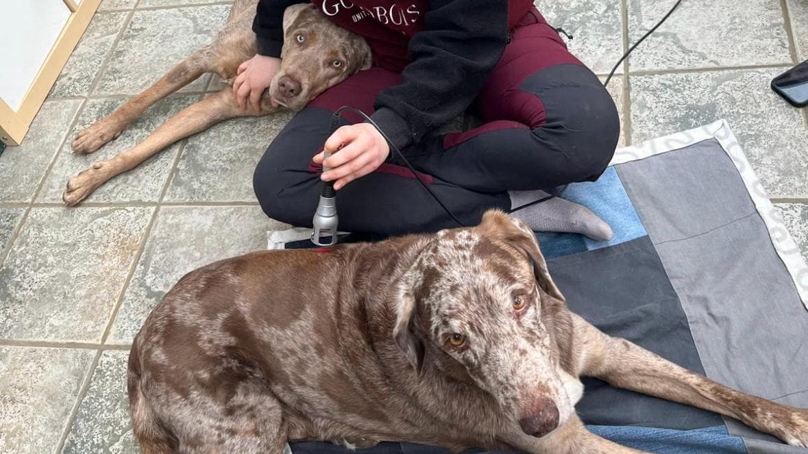 Dog receiving physiotherapy